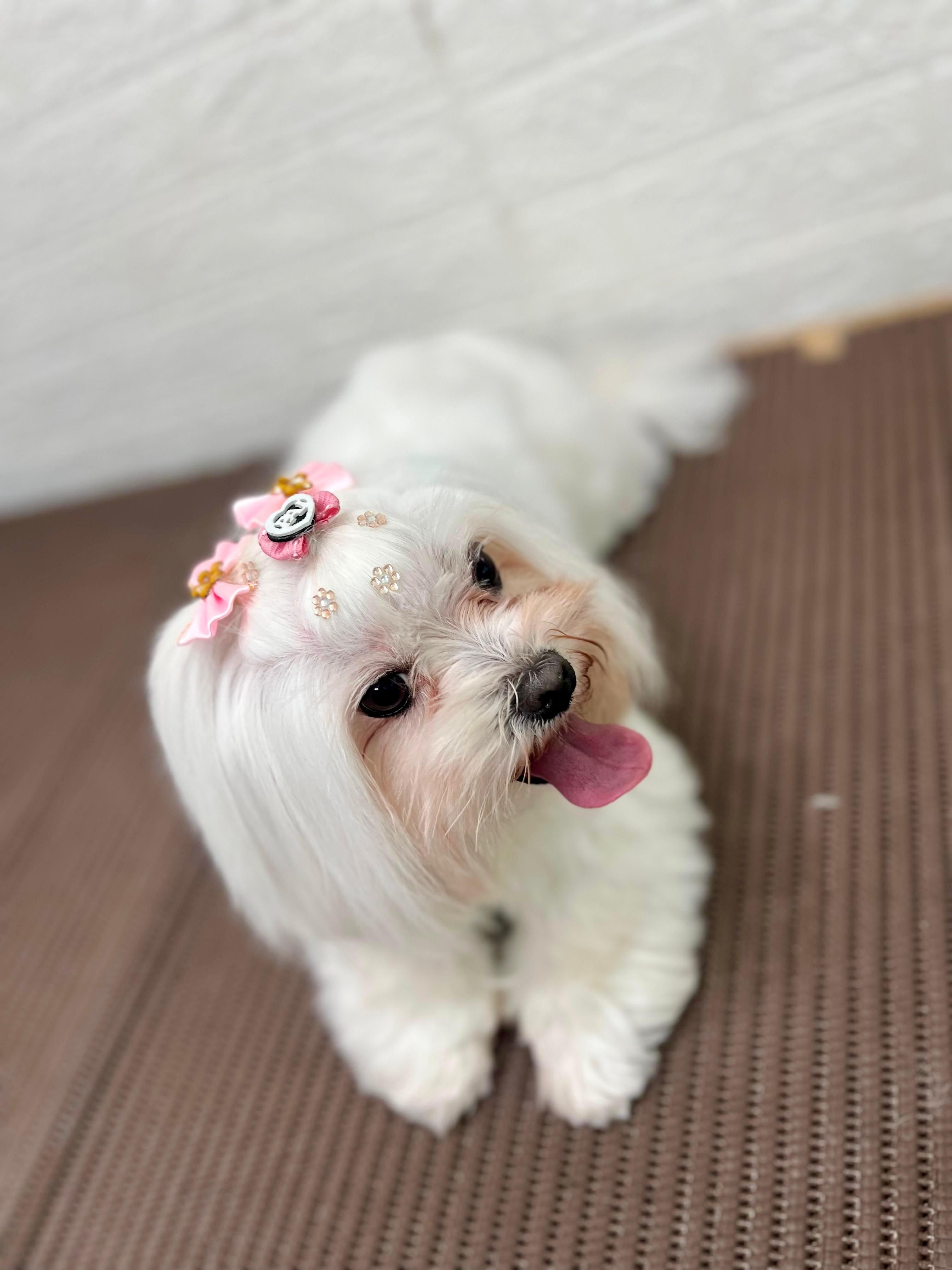 Pets felizes